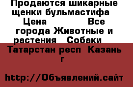 Продаются шикарные щенки бульмастифа › Цена ­ 45 000 - Все города Животные и растения » Собаки   . Татарстан респ.,Казань г.